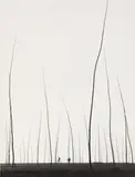 Breve Orizzonte, 1956 Vintage silver gelatin print, image/sheet size 39.7 x 30.5cm by Augusto Cantamessa, print, sold Nov 2025