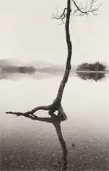 Flooded Tree by Fay Godwin, Silver gelatin print from the Cumbrian Presences series, printed later, image size, sold Nov 2025