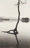 Flooded Tree by Fay Godwin, Silver gelatin print from the Cumbrian Presences series, printed later, image size, sold Nov 2025