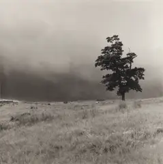 Tree with Sheep by Fay Godwin, Silver gelatin print from the Calder/Elmet series, printed later, image size, sold Nov 2025