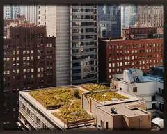 Garden Roof by Joel Sternfeld, Chromogenic print, flush-mounted, image size, offered Nov 2025