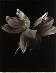 Untitled [Lily] by Bruce Rae, print, offered Nov 2025