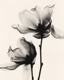 Magnolia Soulangeana by Judith McMillan, print, sold Nov 2025