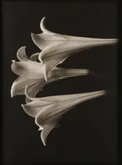 Still Lives by Bruce Rae, pencil, offered Nov 2025
