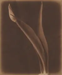 Still Lives by Bruce Rae, print, sold Nov 2025