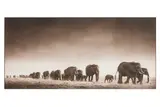 Elephant Exodus I by Nick Brandt, print, offered Nov 2025