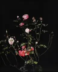 The Rose Gardens [Display: II] by Sarah Jones, print, sold Nov 2025