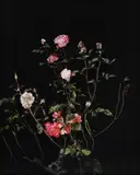 The Rose Gardens [Display: II] by Sarah Jones, print, sold Nov 2025