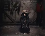 Ciprian by Tamás Dezső, Chromogenic print, image size, sold Nov 2025
