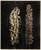 Print 15 by Sidney Nolan, Print, sold Oct 2025