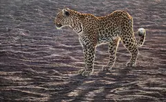Standing leopard by Alan M. Hunt, 1998, Oil on board, sold Mar 2025