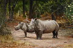 Oxpecker perch - rhinos by Tony Karpinski, Oil on board, sold Mar 2025