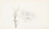 Double cherry by Charles Rennie Mackintosh, Watercolour and pencil, sold Feb 2025