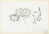 Auricula by Charles Rennie Mackintosh, Watercolour and pencil, sold Feb 2025