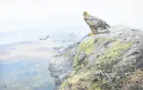 Golden eagle on an outcrop by George Edward Lodge, Watercolour and gouache, offered Feb 2025