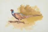 Pheasant by Archibald Thorburn, Watercolour, sold Feb 2025