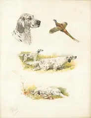 Studies of English Setters and game by Boris Riab, pencil, sold Aug 2025