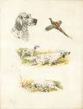 Studies of English Setters and game by Boris Riab, pencil, sold Aug 2025