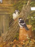 Great spotted woodpeckers by Neil Cox, watercolour, sold Jul 2025