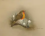 Robin and Snowdrops by Raymond Cyril Watson, watercolour and gouache, sold Jul 2025