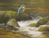 Study of a kingfisher beside a waterfall by Neil Cox, watercolour, sold Jul 2025