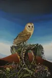 Barn owl, May in Cornwall by David Pratt, oil on board, offered Jul 2025
