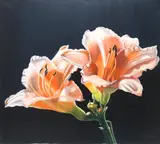 Study of flowers by Editha von Clee, oil on canvas, offered Jun 2025