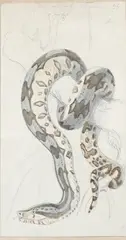 Study of a South American Boa Constrictor by Robert Kretschmer, watercolour, sold May 2025