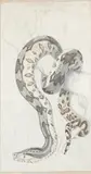 Study of a South American Boa Constrictor by Robert Kretschmer, watercolour, sold May 2025