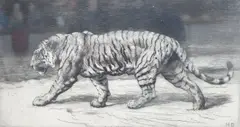 A Bengal Tiger by Herbert Dicksee, etching, sold May 2025