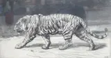 A Bengal Tiger by Herbert Dicksee, etching, sold May 2025