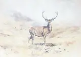 Study of stags in a landscape by Tim Scott Bolton, 1978, oil on canvas, sold Apr 2025