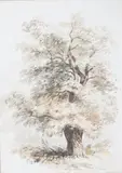 Study of a tree by William Fleetwood Varley, watercolour, offered Apr 2025