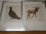 Study of a Red Grouse by Timothy John Greenwood, pencil, sold May 2026