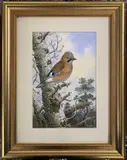 Jay perched on a branch by Carl Donner, watercolour, sold Apr 2026