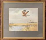 Marsh Harrier in flight over reeds by Roland Green, watercolour, sold Apr 2026