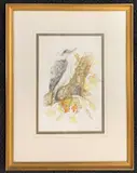 Kookaburra by P.J.R. Chapman, watercolour, offered Apr 2026