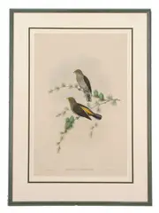 Indicator Xanthonotus by Walter Hart, lithograph, offered Apr 2026