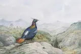 Himalayan Monal Pheasant by Carl Donner, watercolour and gouache, sold Mar 2026