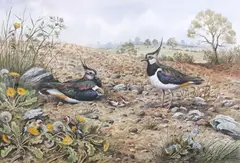 Lapwings and chicks by Carl Donner, watercolour and gouache, sold Mar 2026