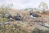 Lapwings and chicks by Carl Donner, watercolour and gouache, sold Mar 2026