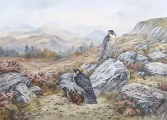 Perigrine Falcons at rest on with prey by Carl Donner, watercolour and gouache, sold Mar 2026