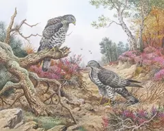 Goshawks in an autumnal landscape approach a wasp nest by Carl Donner, watercolour and gouache, sold Mar 2026