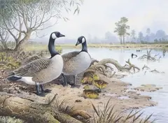 Canadian Goose with Goslings by Carl Donner, watercolour and gouache, sold Mar 2026