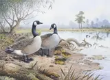 Canadian Goose with Goslings by Carl Donner, watercolour and gouache, sold Mar 2026