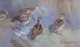Snipe by Frank Southgate, gouache, sold Mar 2026