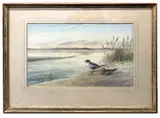 Teal on the bank by Richard Harrison, watercolour, sold Feb 2026