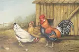 Chickens in a coupe by Carl Donner, 1977, watercolour, sold Feb 2026