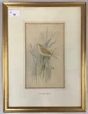 Nightingale by Roland Green, pencil and watercolour, sold Jan 2026