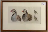 Study of Patridge by Timothy John Greenwood, 1989, pencil and watercolour, sold Jan 2026